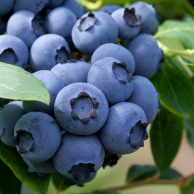 Голубика высокорослая Шантиклер